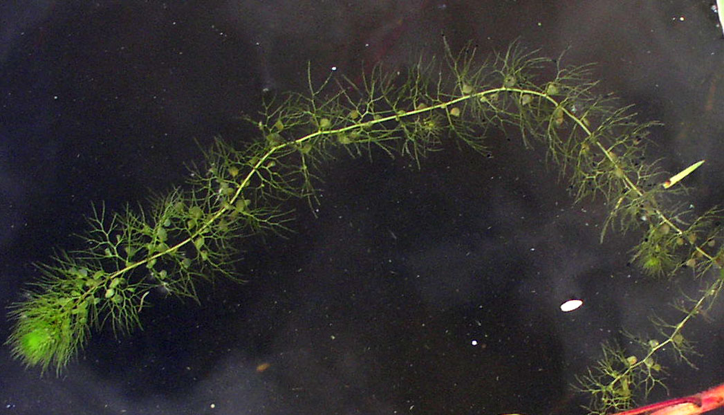 Image of Utricularia vulgaris specimen.