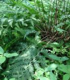 Athyrium sinense