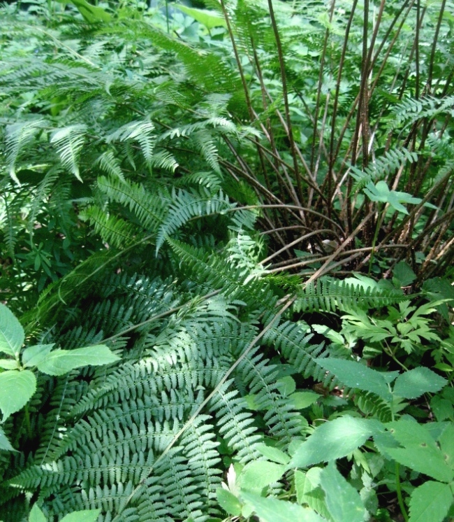 Изображение особи Athyrium sinense.