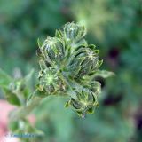 Picris hieracioides. Общее соцветие с нераскрывшимися соцветиями-корзинками. Украина, Киев, Южная Борщаговка, ул. Булгакова. 14 июня 2011 г.