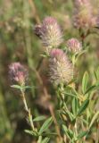 Trifolium arvense