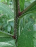 Centaurea abnormis