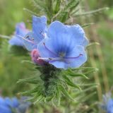 Echium vulgare. Цветки. Ростовская обл., Октябрьский р-н, окр. станицы Кадамовская. 03.07.2011.