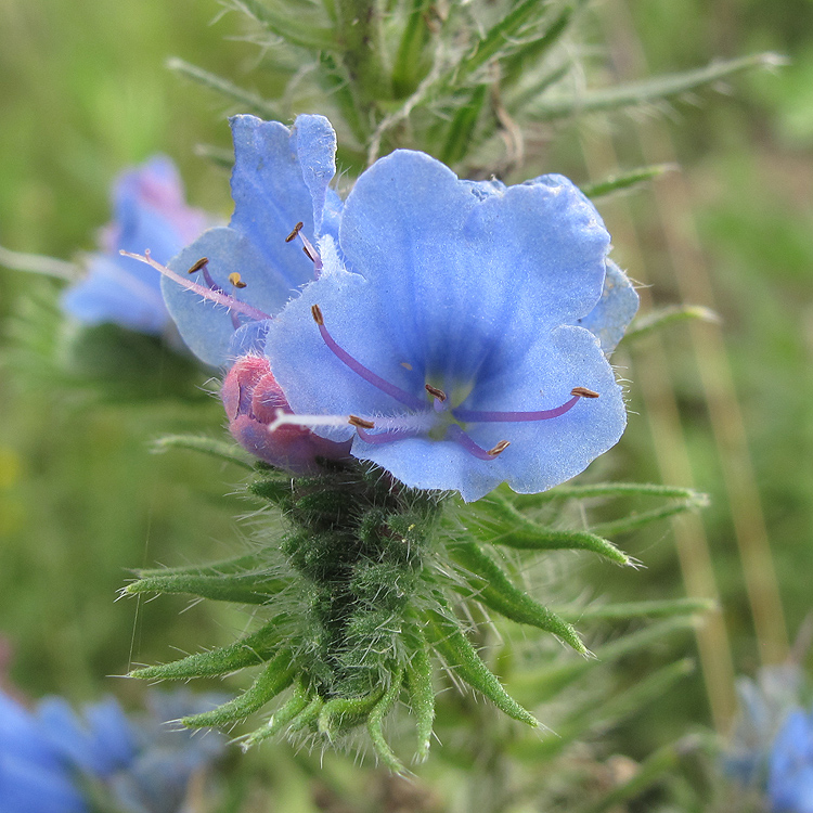 Изображение особи Echium vulgare.