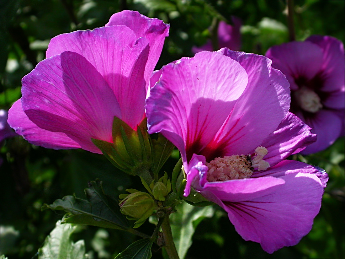 Изображение особи Hibiscus syriacus.