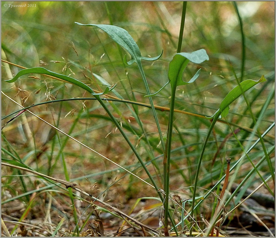 Изображение особи Rumex acetosella.