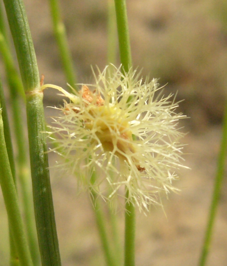 Изображение особи Calligonum microcarpum.