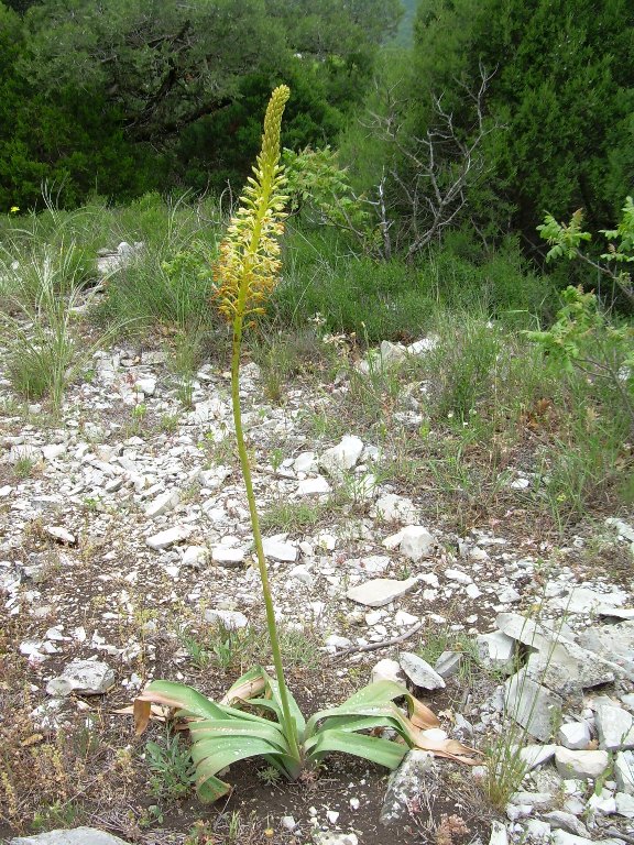 Image of Eremurus spectabilis specimen.