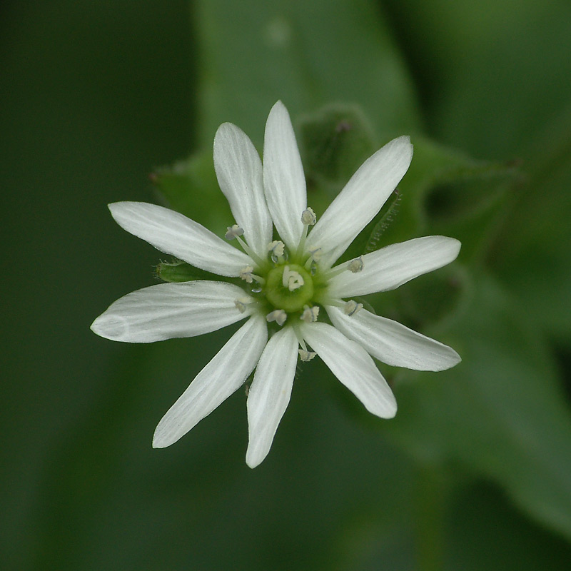 Изображение особи Myosoton aquaticum.