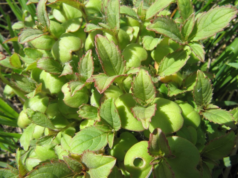 Image of Impatiens glandulifera specimen.