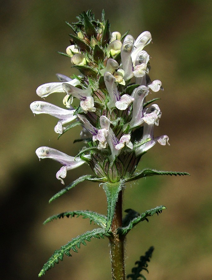 Image of genus Pedicularis specimen.