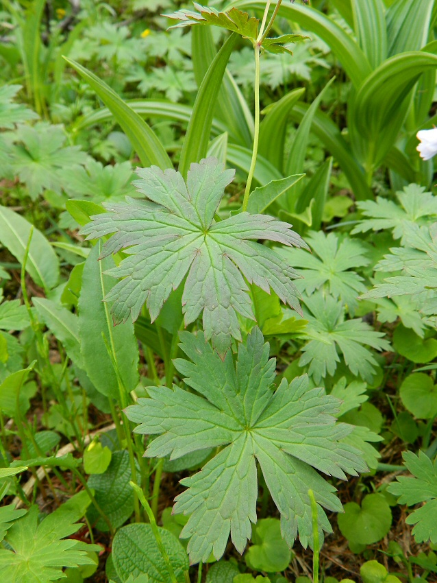 Image of Geranium krylovii specimen.