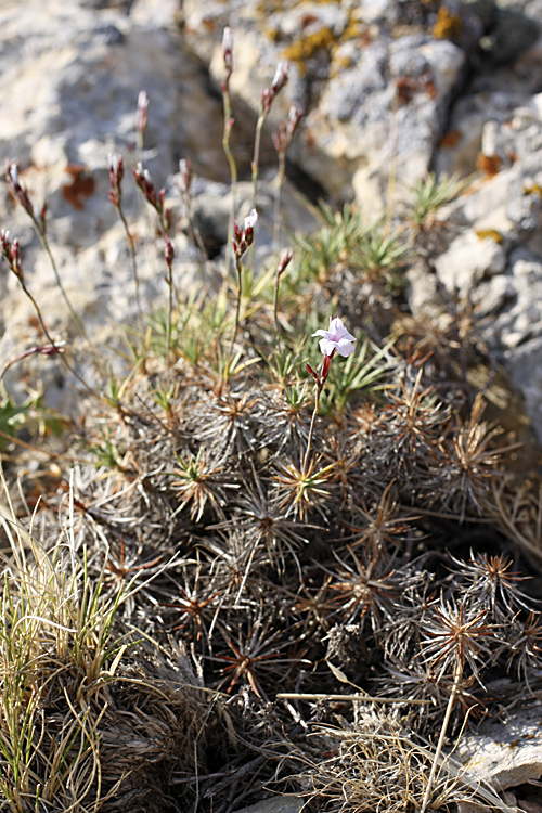 Image of Acantholimon alberti specimen.