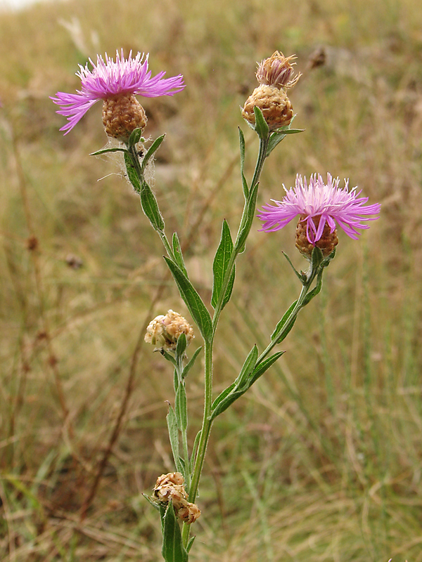 Image of Centaurea jacea specimen.