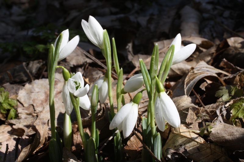 Изображение особи Galanthus plicatus.