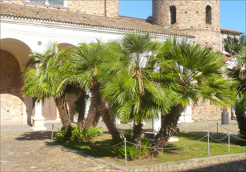 Image of Chamaerops humilis specimen.