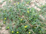 Tribulus terrestris