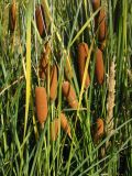 Typha tichomirovii