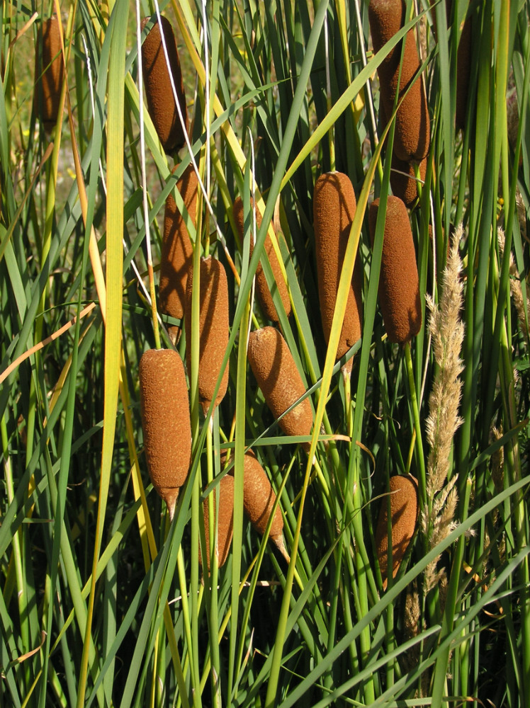Image of Typha tichomirovii specimen.
