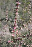 Salsola tragus