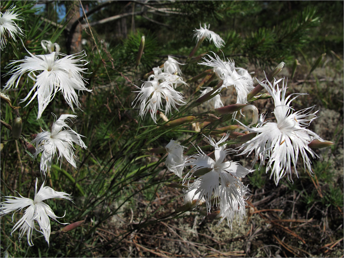 Image of Dianthus borussicus specimen.