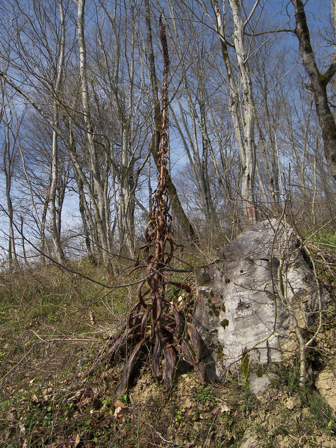 Image of Digitalis schischkinii specimen.
