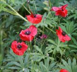Papaver rhoeas. Верхушки стеблей с цветками. Московская обл., дачный участок. 21.06.2007.