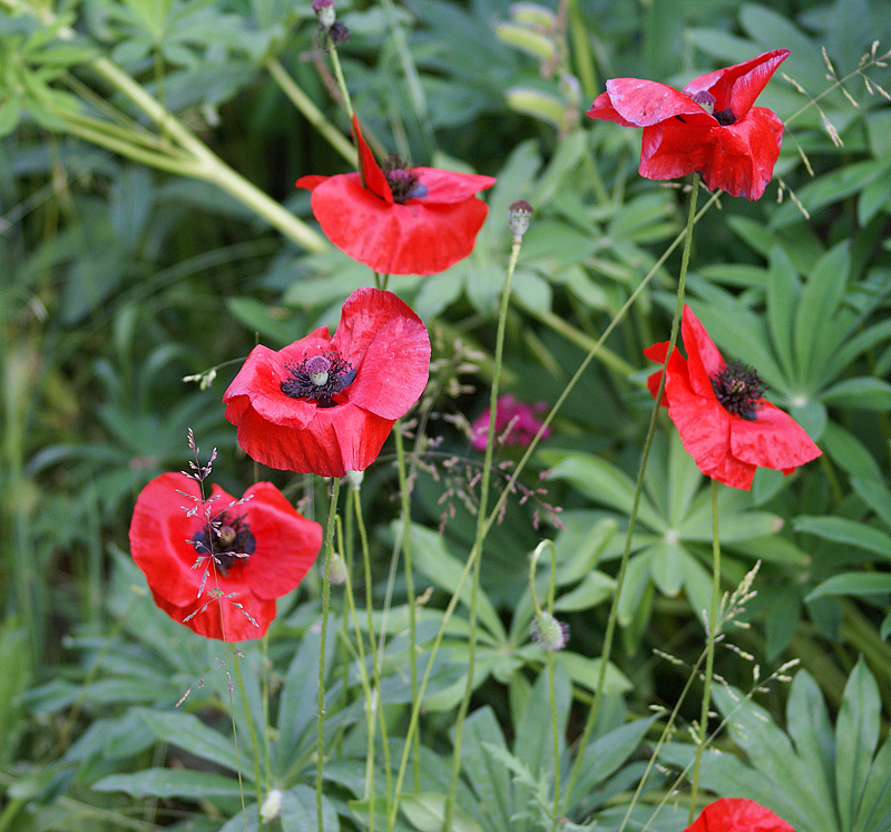 Изображение особи Papaver rhoeas.