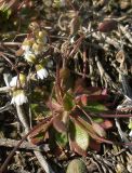 Erophila verna