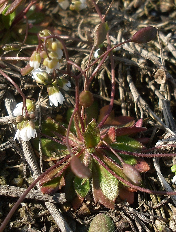 Изображение особи Erophila verna.