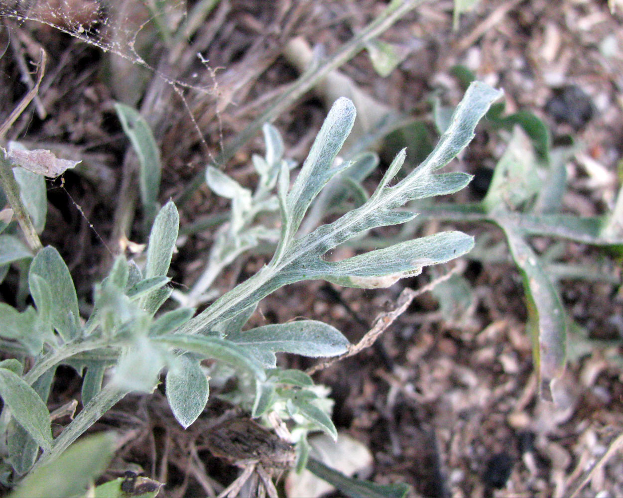 Image of Centaurea diffusa specimen.