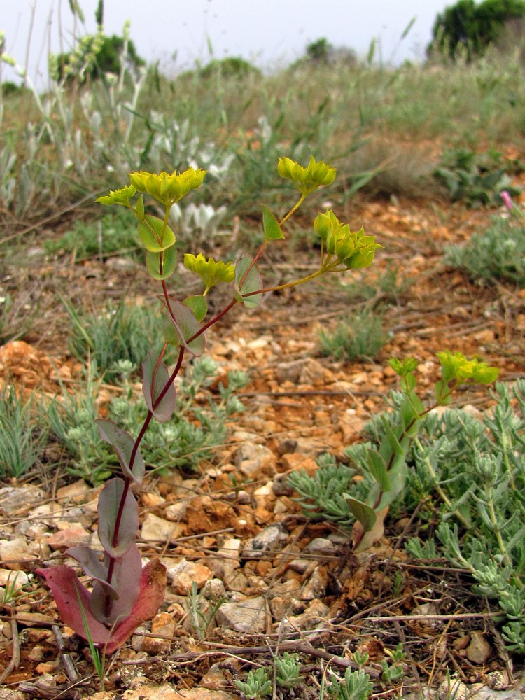 Изображение особи Bupleurum rotundifolium.