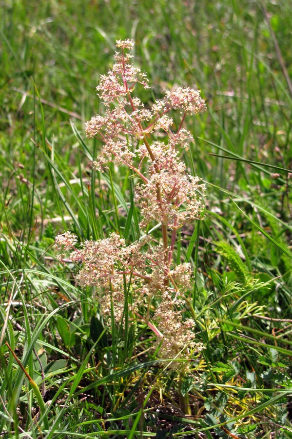 Image of Trinia glauca specimen.