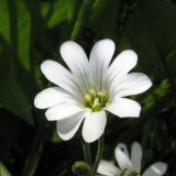 Cerastium arvense