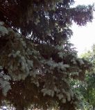 Picea pungens форма glauca. Ветви. Курская обл., г. Железногорск. 4 июля 2007 г.