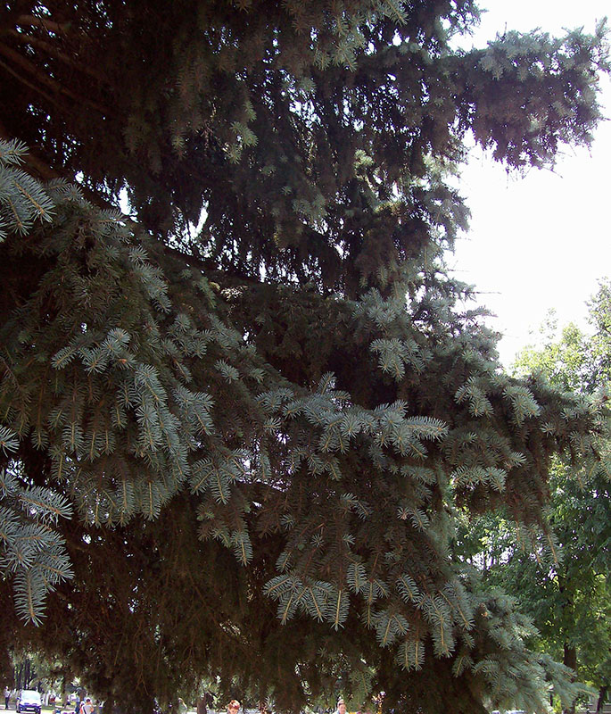 Image of Picea pungens f. glauca specimen.