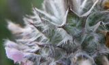 Stachys cretica. Чашечки цветков. Черноморское побережье Кавказа, щель Прасковеевская, приморский склон. 09.06.2012.