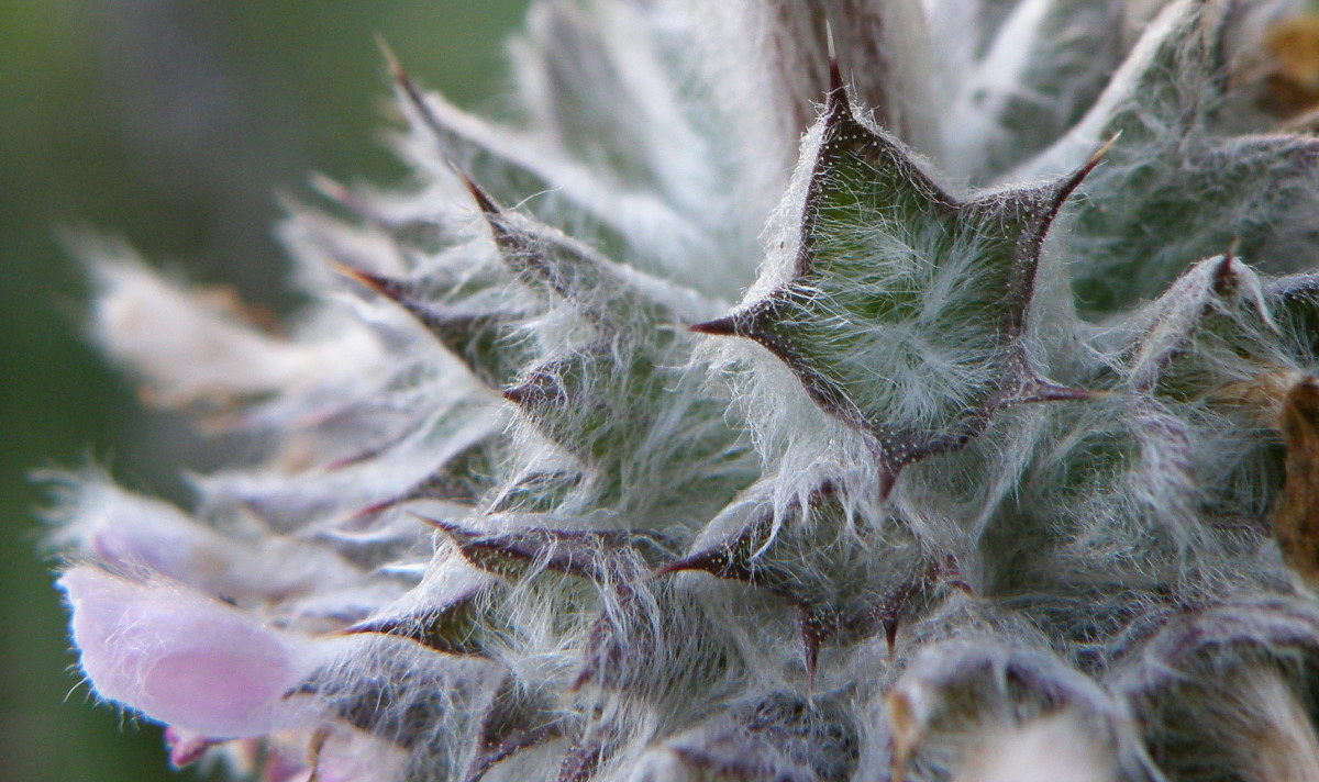 Image of Stachys cretica specimen.