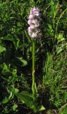 Neotinea × dietrichiana. Цветущее растение. Крым, Долгоруковская яйла. 11 июня 2012 г.