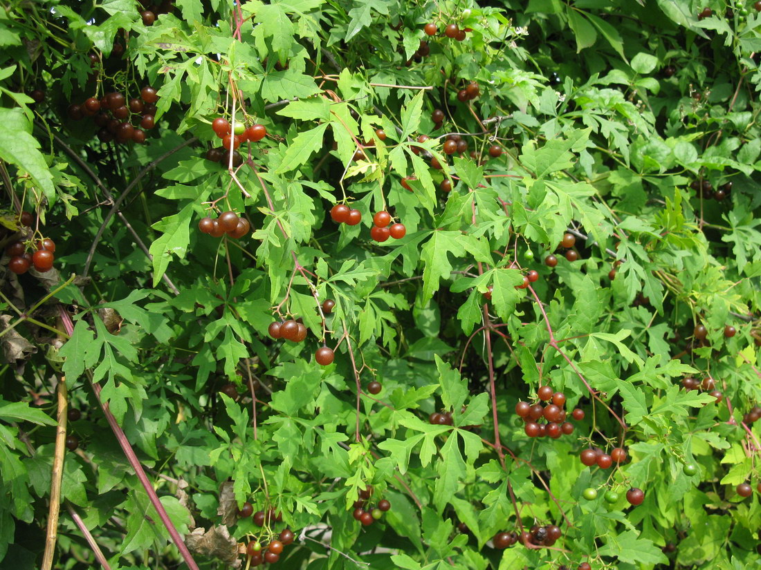 Image of Ampelopsis aconitifolia specimen.