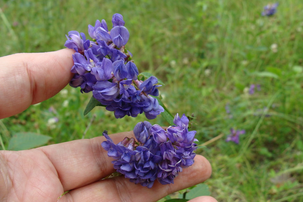 Image of Vicia unijuga specimen.