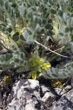 genus Astragalus. Соцветие. Южный Казахстан, хр. Боролдайтау, гора Нурбай; 1100 м н.у.м. 23.04.2012.