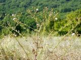 Senecio ferganensis