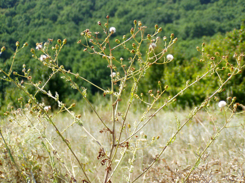 Изображение особи Senecio ferganensis.