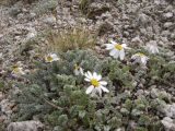 Richteria pyrethroides