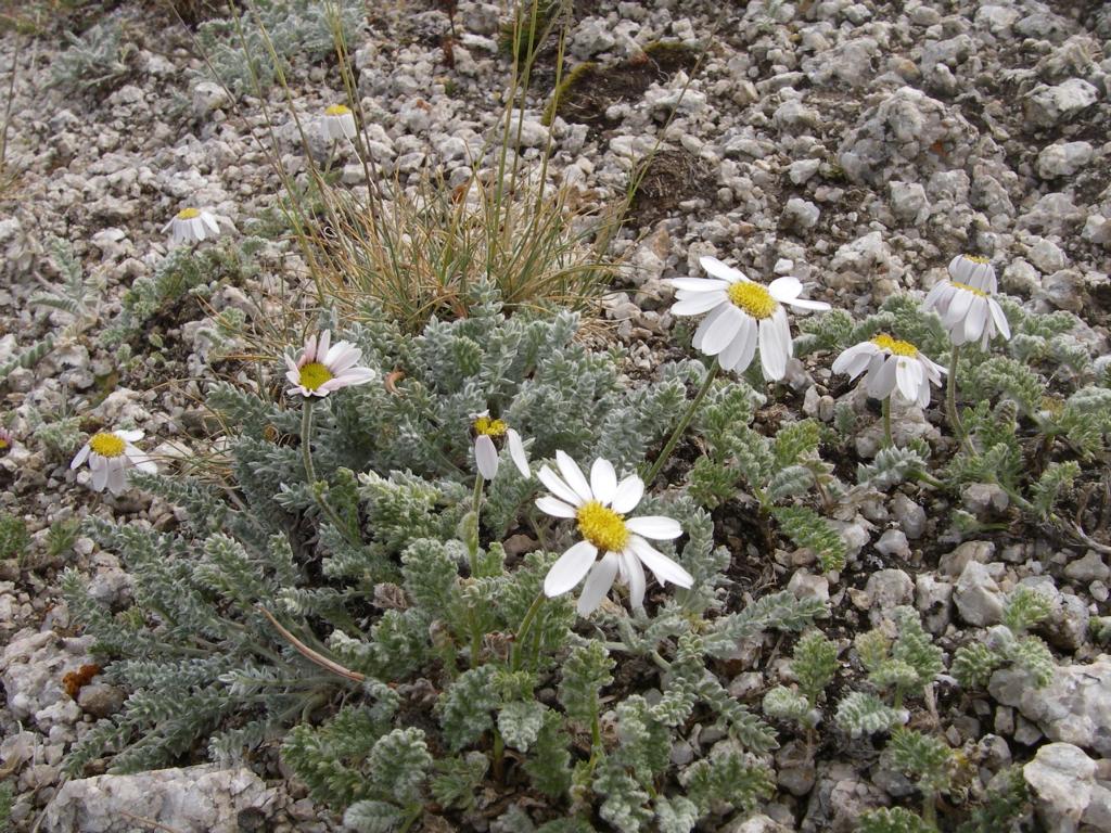 Image of Richteria pyrethroides specimen.