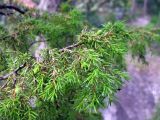 Juniperus communis. Ветвь с незрелыми шишкоягодами. Финляндия, г. Иматра, берег р. Вуоксы. 4 августа 2012 г.