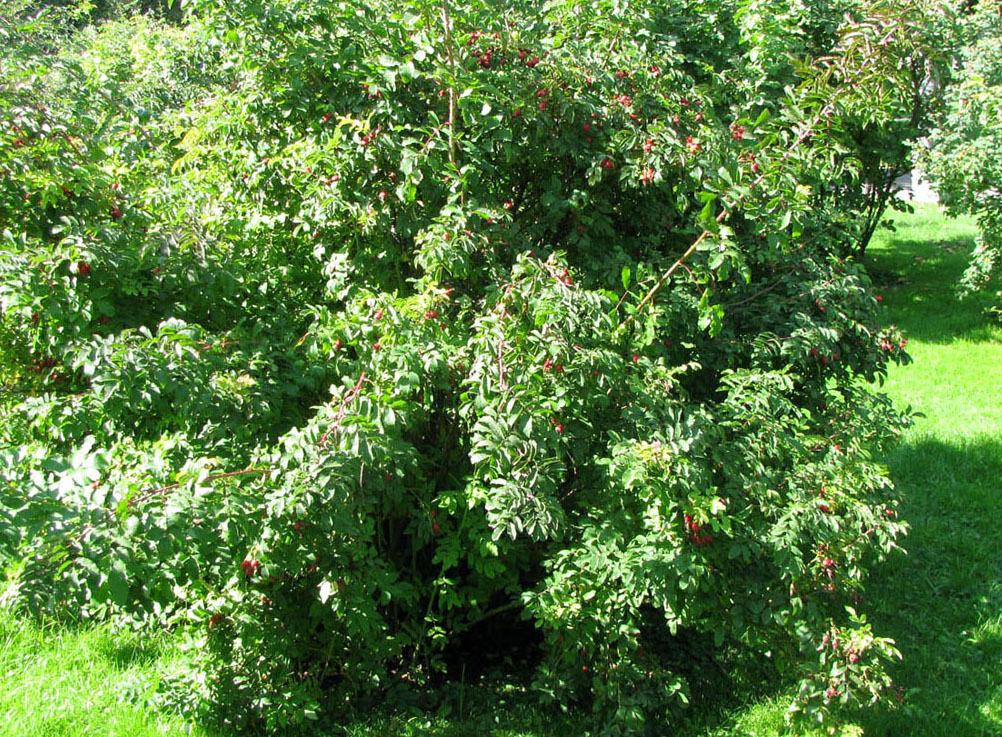 Image of genus Rosa specimen.