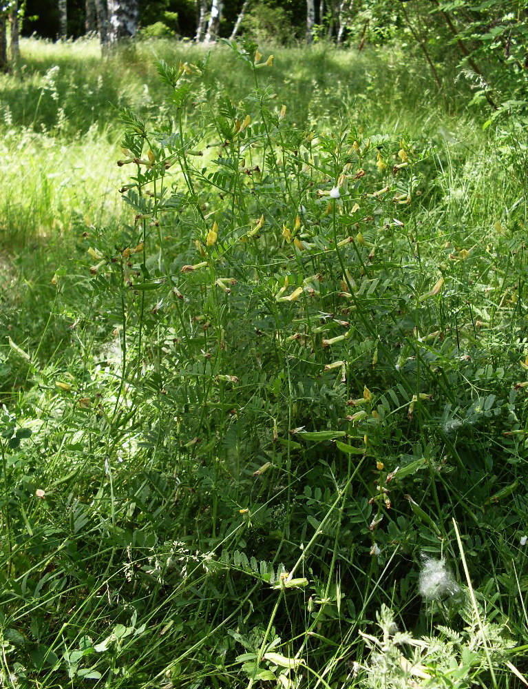 Image of Vicia grandiflora specimen.