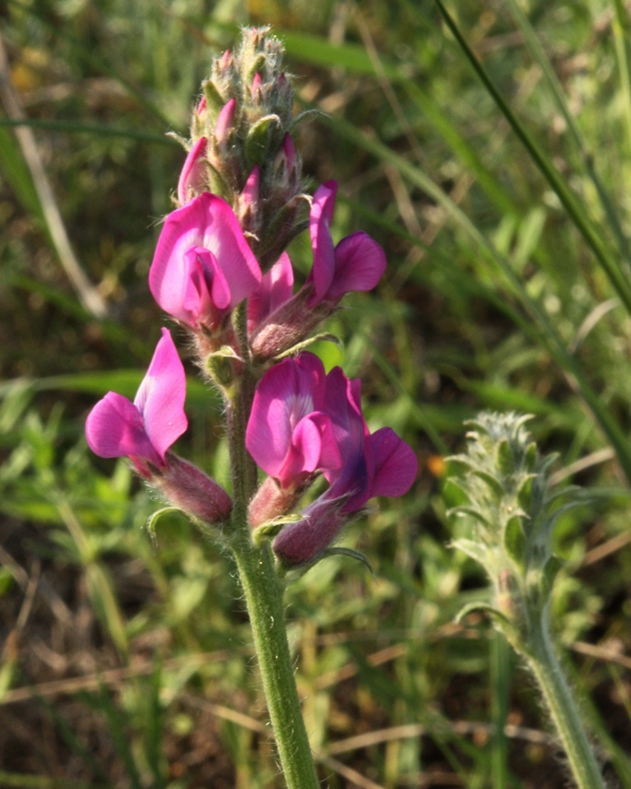 Image of Oxytropis ponomarjevii specimen.